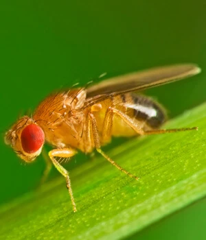 Fruit Fly.