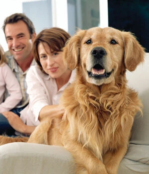 golden retriever on couch with family.