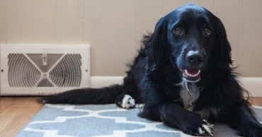 black dog on pet bed