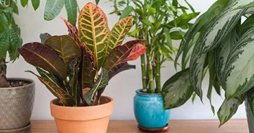 grouping of best indoor plants for fresh air