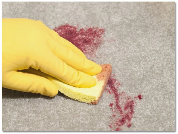 cleaning carpet stain with a sponge.