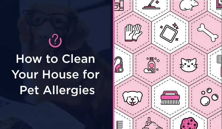 How to Clean Your House for Pet Allergies blog banner.