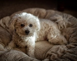 A Bichon Frisé on a round dog bed in a darkened room