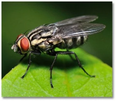 A fly on a leaf.