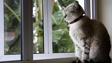 A gray cat sitting next to a window