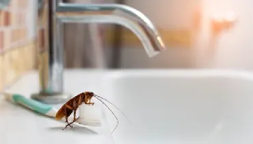 Cockroach on the bathroom sink.