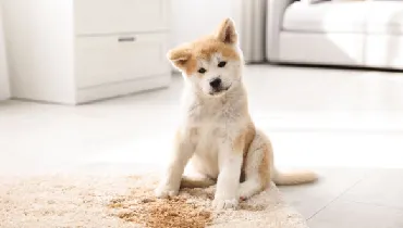 Puppy sitting next to puddle on a rug