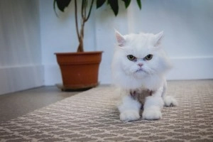 A white cat sitting on beige carpet